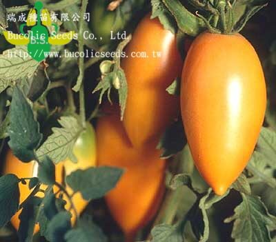 Tomato 28 - Tomato 28